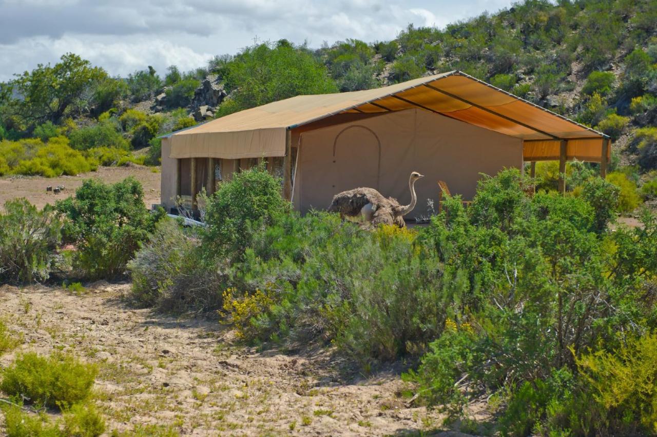 African Game Lodge Montagu Eksteriør bilde