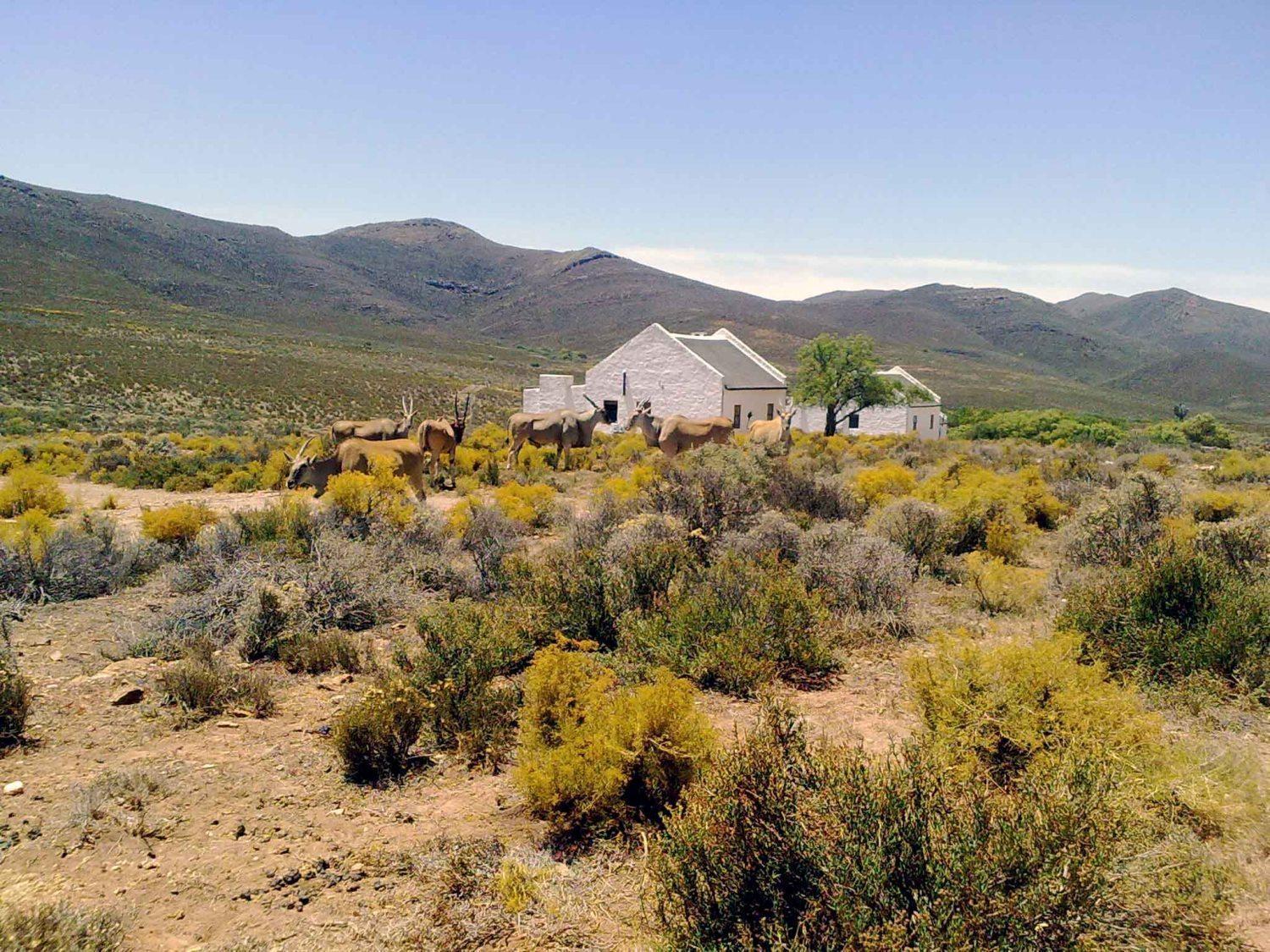 African Game Lodge Montagu Eksteriør bilde