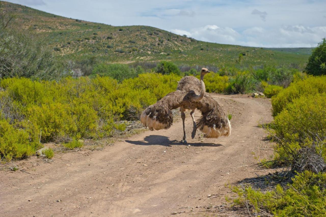African Game Lodge Montagu Eksteriør bilde